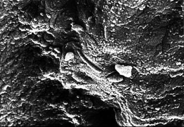 PIA00288: Mars Life? - Microscopic Tube-like Structures