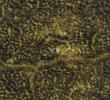 PIA15110: Phoenix Lander After Second Martian Winter