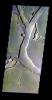 PIA19010: Granicus Valles - False Color